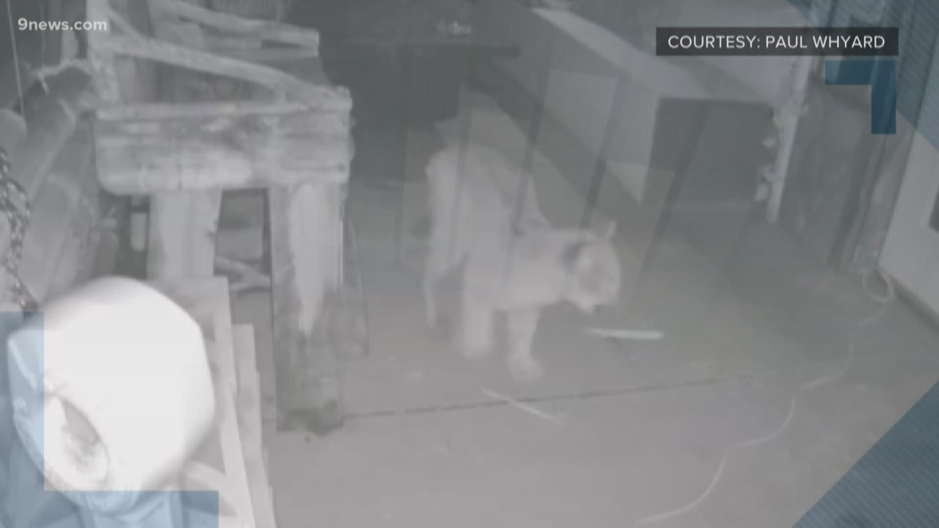 Paul Whyard, the owner of the Mountain Tiki Bar, used a hidden camera to capture a mountain lion cub that had posted up on his property.