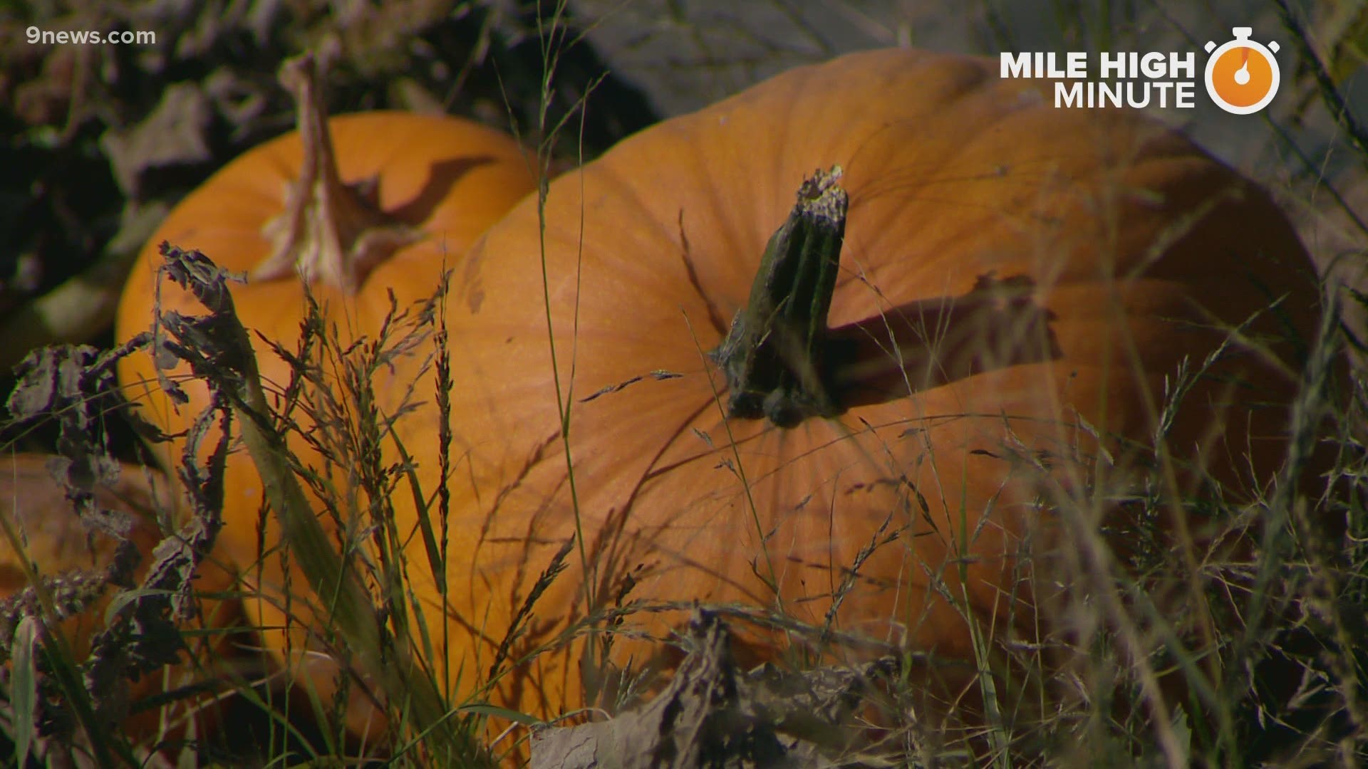 Fall festivities are in full swing at Chatfield Farms. Guests can pick out a pumpkin and even adventure through a 7-acre corn maze.