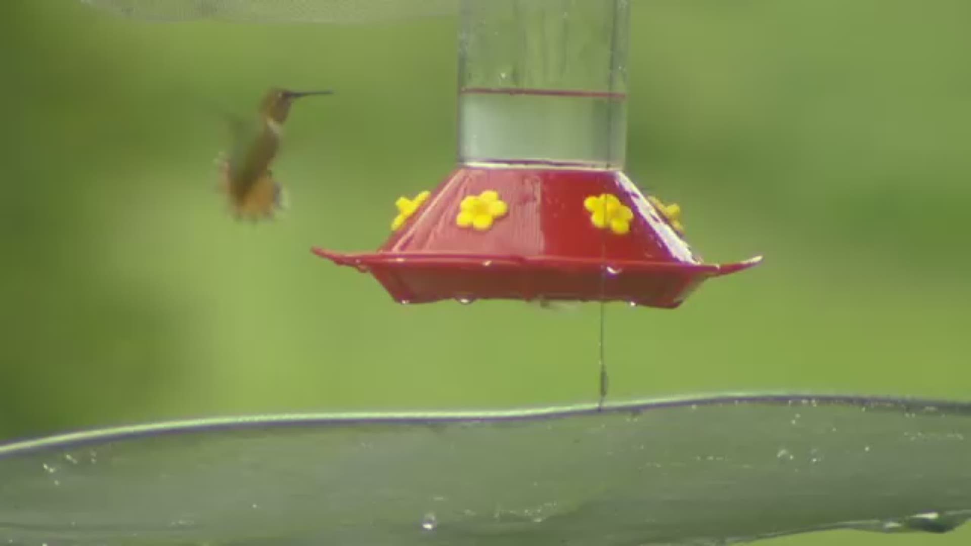 9NEWS Photojournalist Anne Herbst is getting you up close personal with the sights and sounds of hummingbirds.