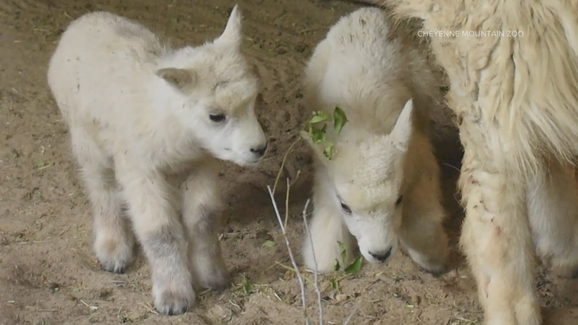 The Cheyenne Mountain Zoo is showing off its newest additions: twin Rocky Mountain goats that were born on Sunday.