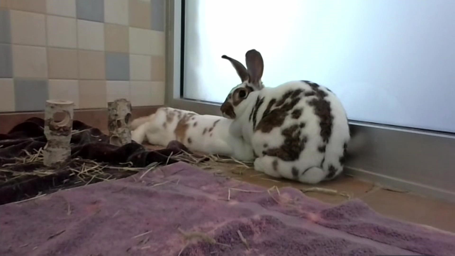 The Longmont Humane Society introduces us to two rabbits looking for a new home.