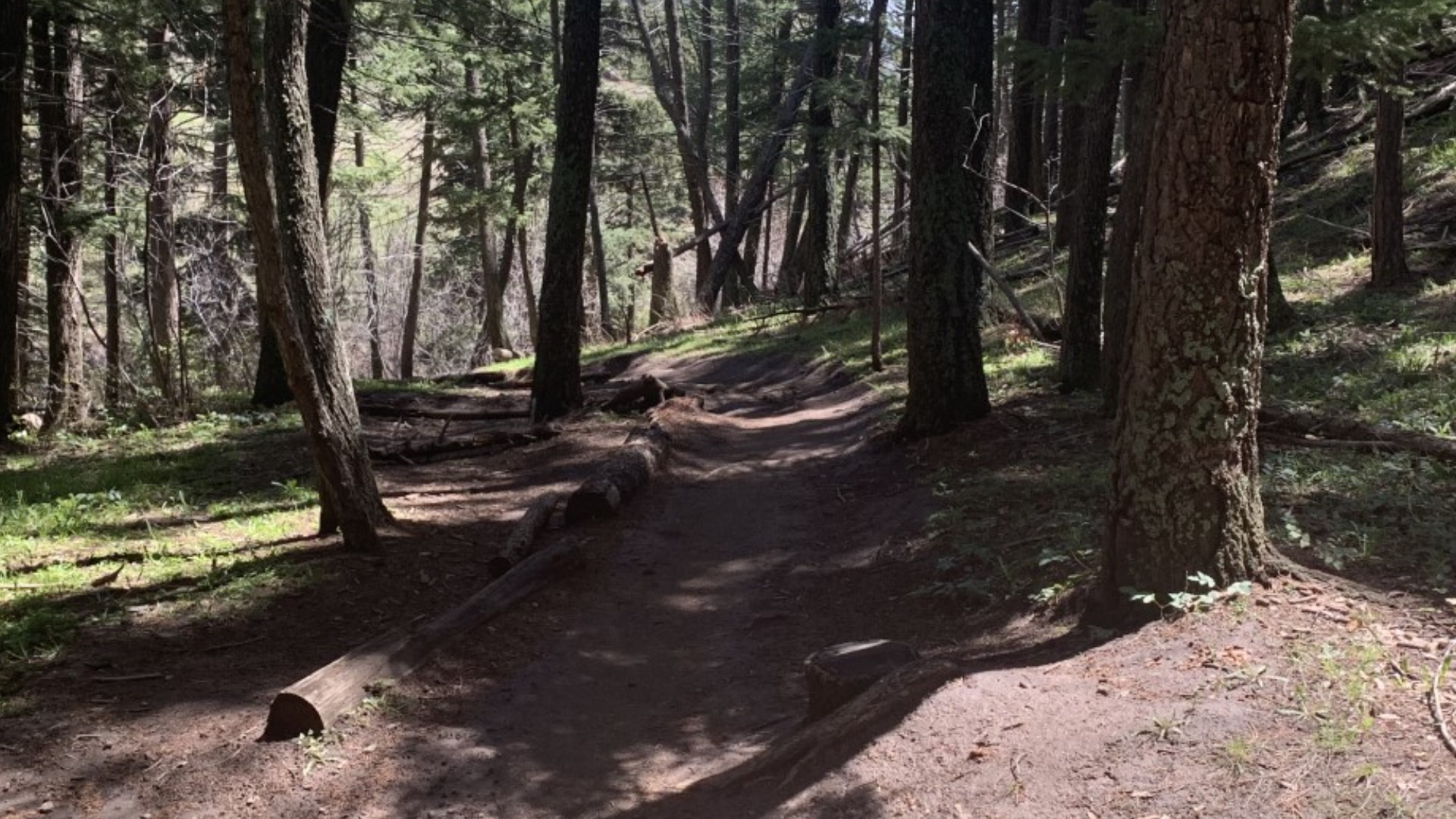 9 amazing wildflower hikes near Denver