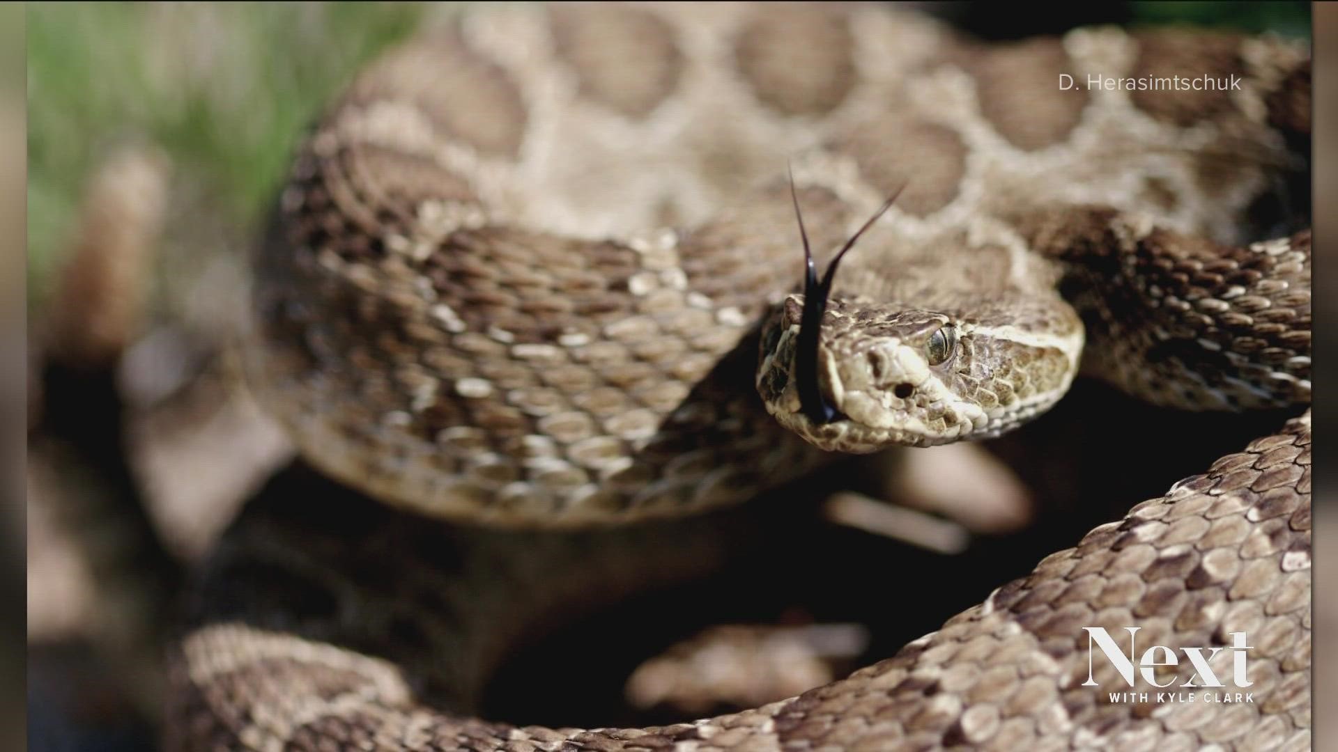 Warmer weather draws out Colorado's snakes. Only three local breeds are harmful to humans but humans should be smart about interacting with them.
