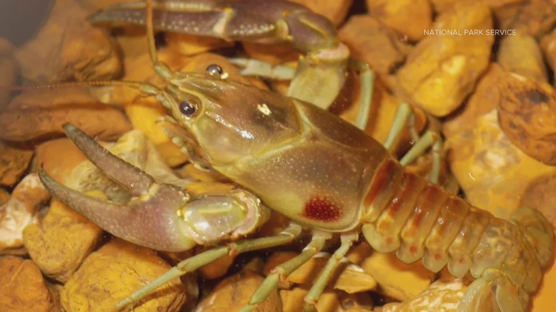 CPW said rusty crayfish, native to the Ohio River Basin, were found in Colorado's Lake Granby.