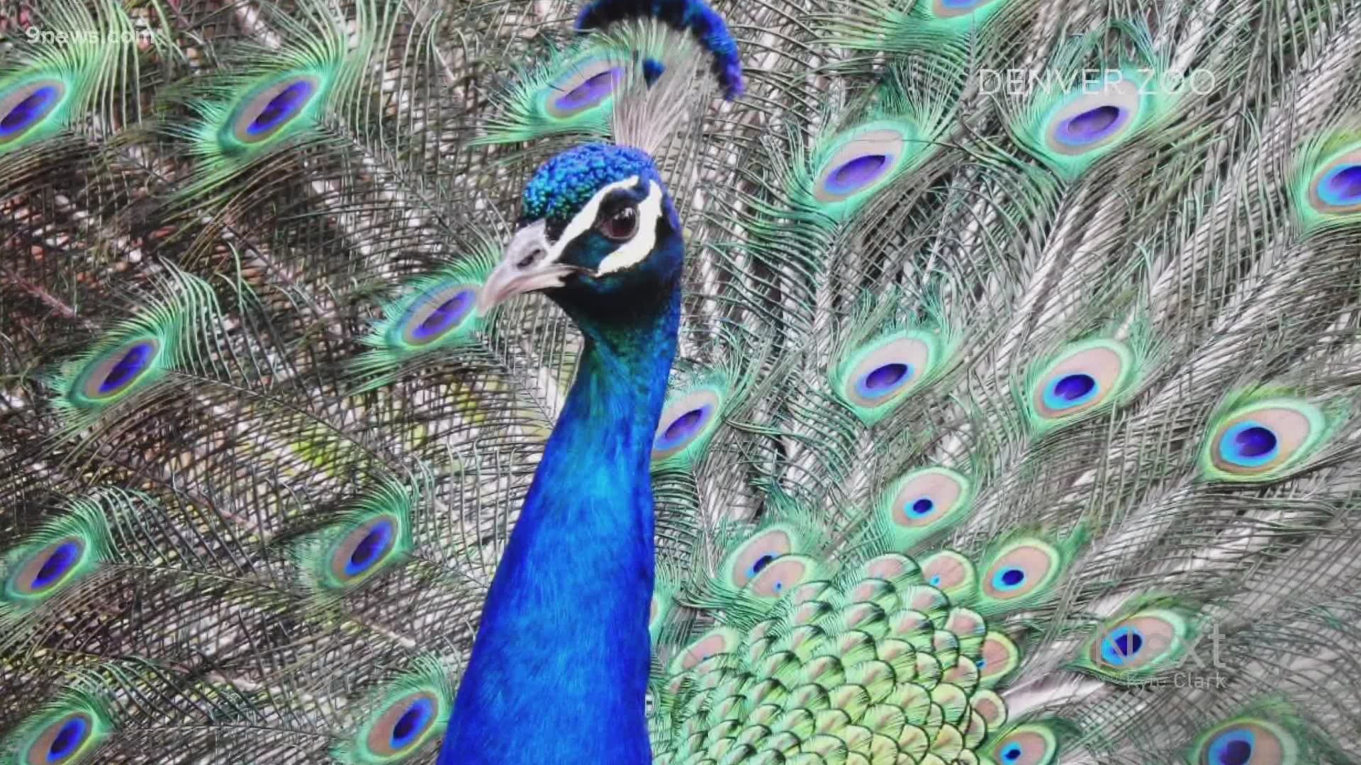 how to turn off closed captioning on peacock