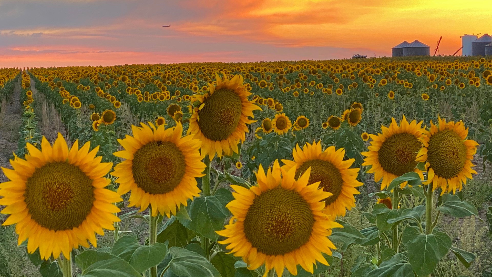 Incredible sunflower photos from across Denver and Colorado | 9news.com