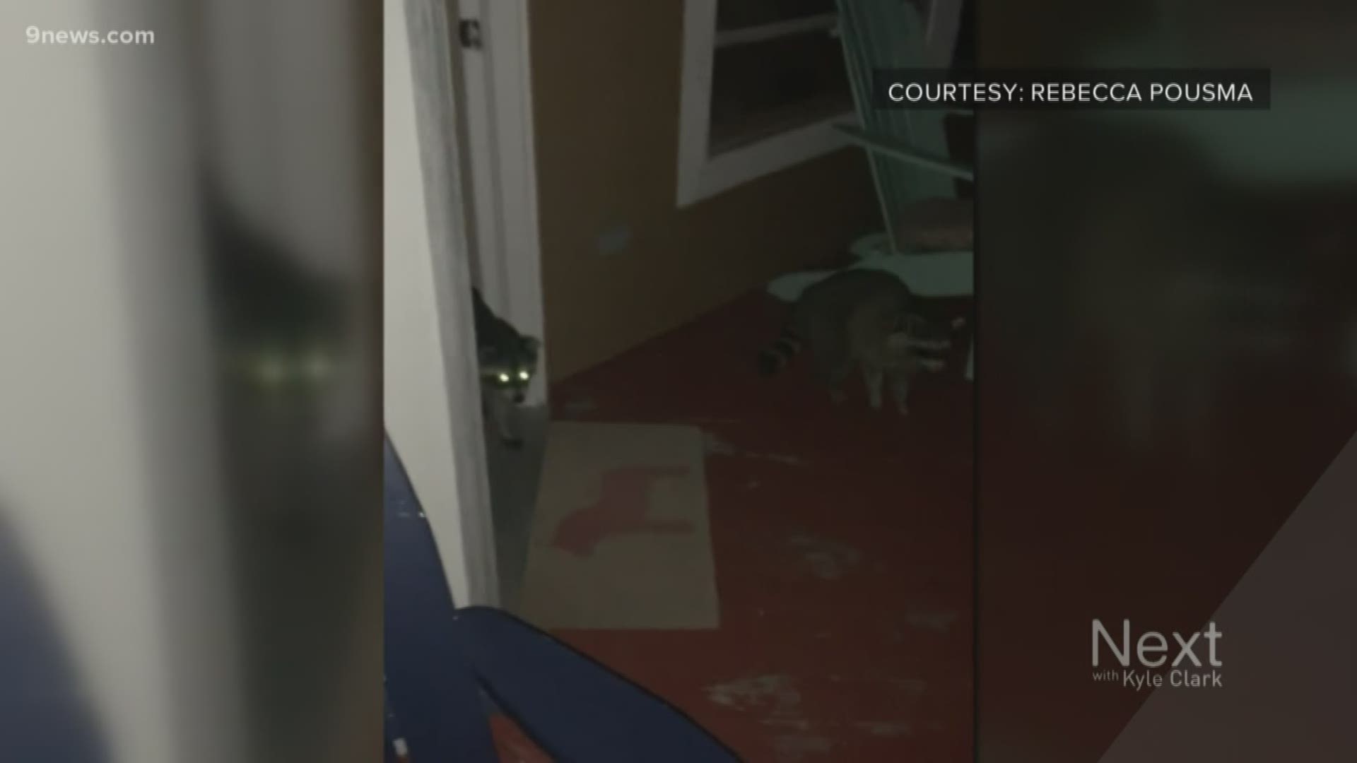 Rebecca Pousma had some late-night visitors to her house in Highlands Ranch - raccoons that invited themselves inside for dinner and made themselves at home.