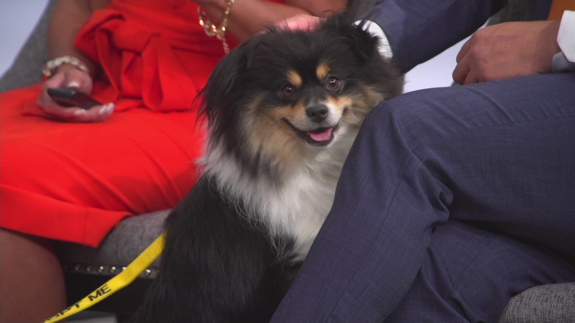 petline9-pomeranian-mix-milo-needs-forever-home-9news