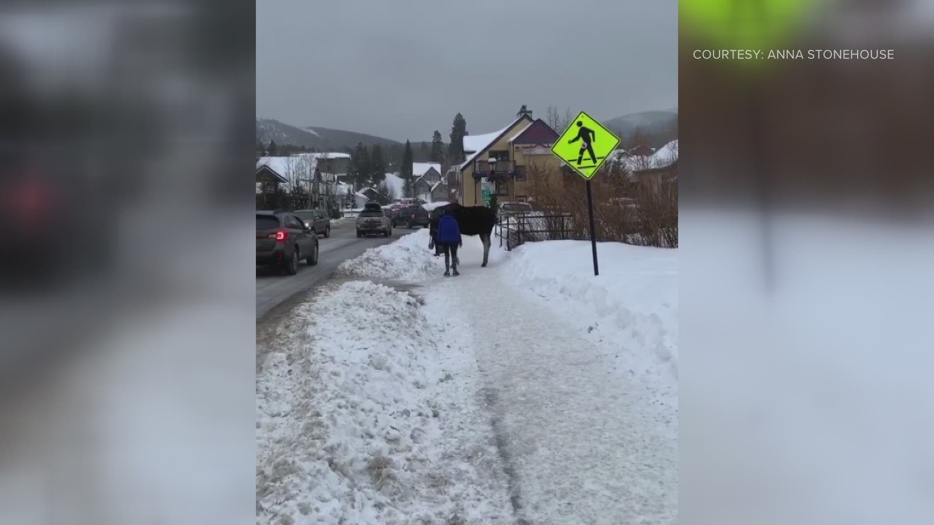 Anna Stonehouse took this video in Breckenridge on Thursday. Police said they have identified the woman who approaches the moose.