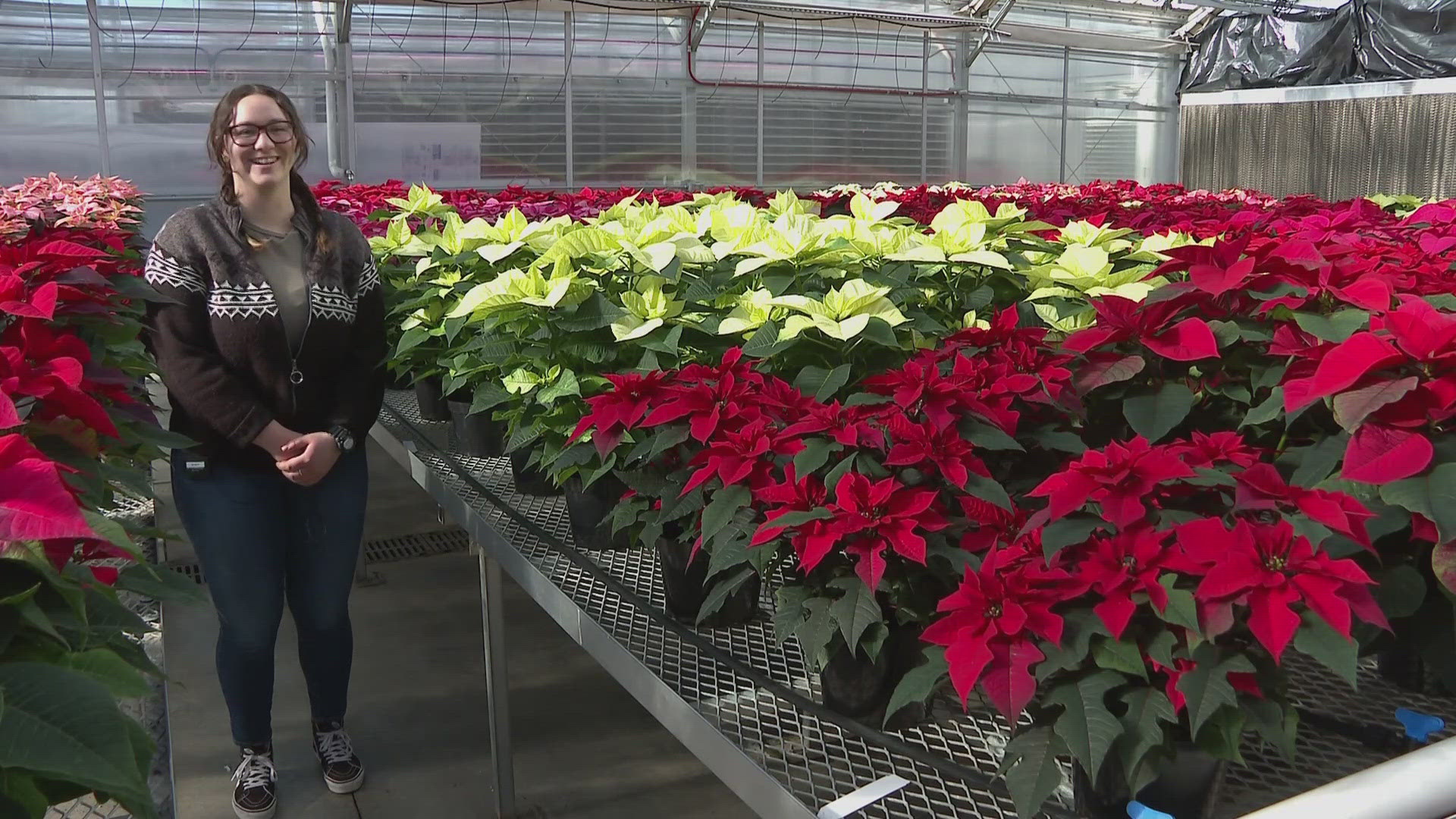 For some Colorado State University students and staff, Christmas started in the summer. Now, they're gearing up to sell one of the most popular holiday plants.