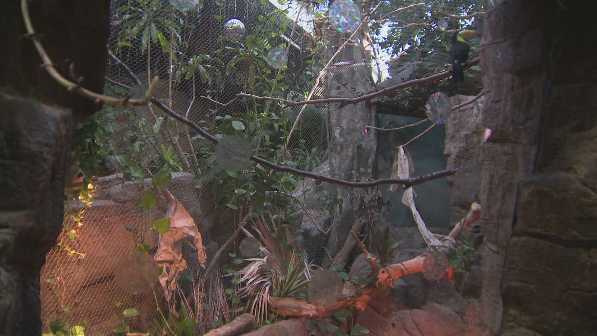 Tropical Discovery is home to hundreds of rare species at the Denver Zoo.