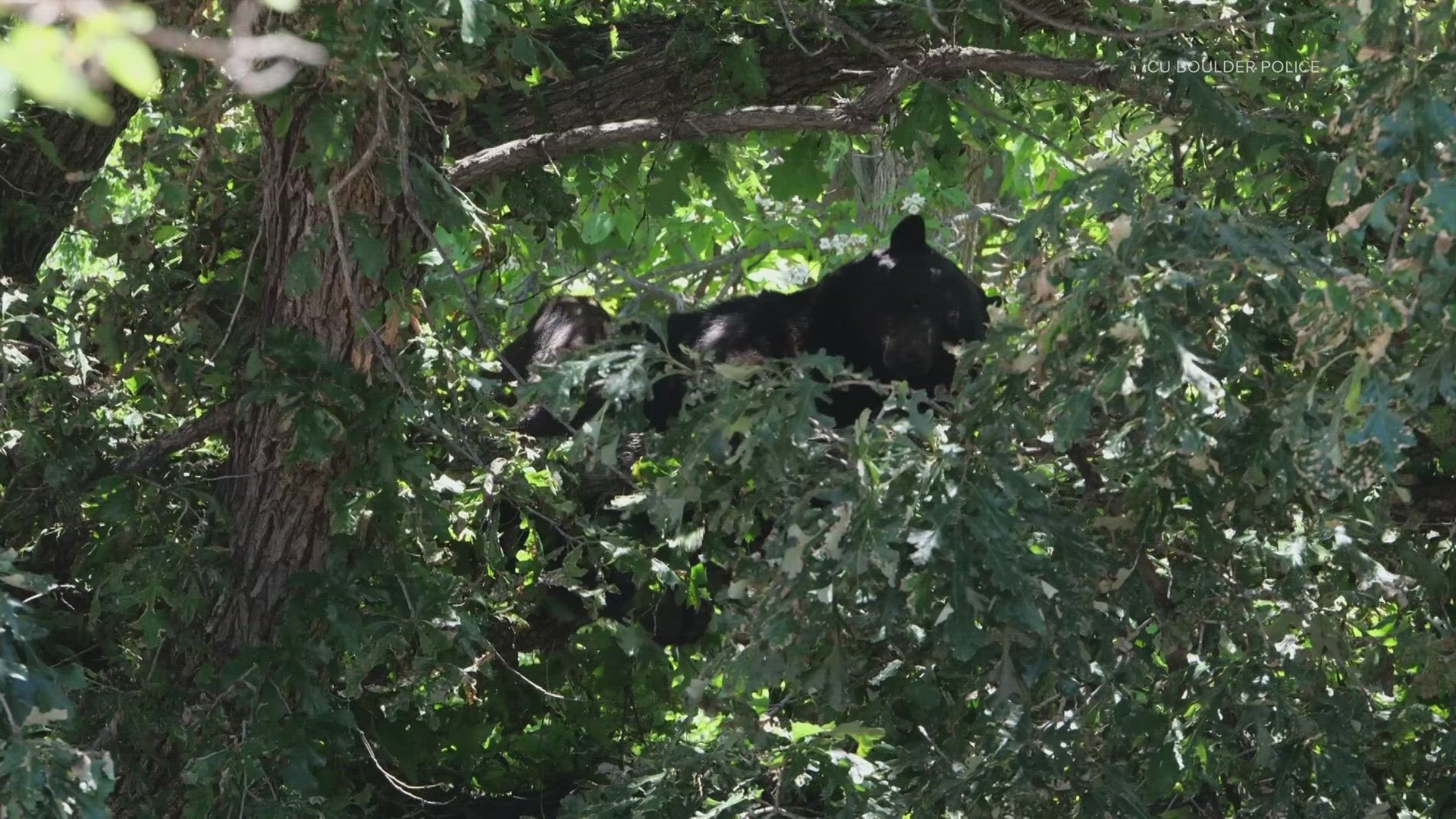 A bear wandered on the University of Colorado Boulder campus on Tuesday and took up residence in a tree near University Memorial Center.