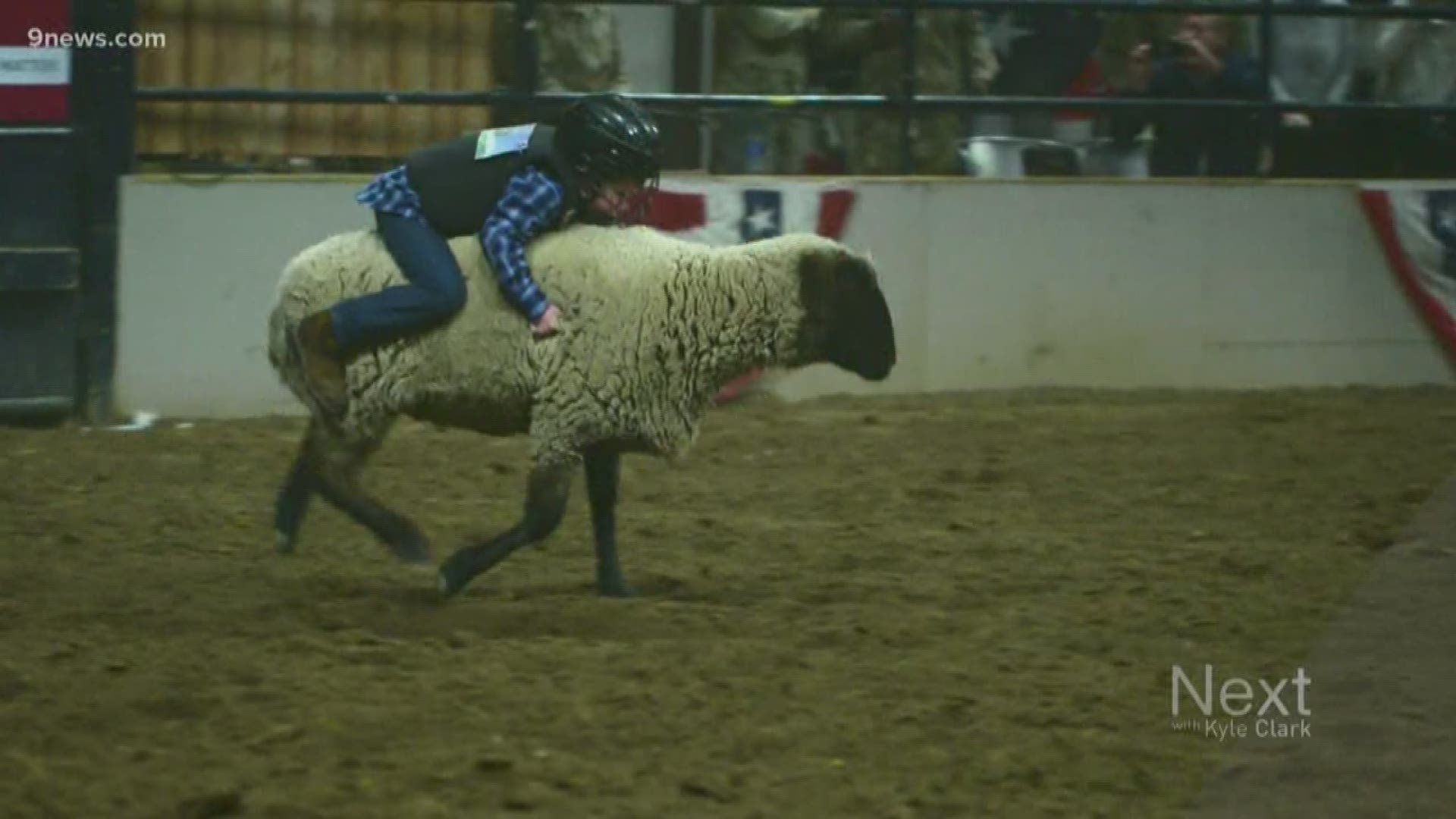 Not even the main event at the stock show is this entertaining. It's hard to beat a 6-year-old on a sheep in slow-motion.