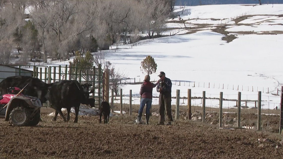 Colorado wolf reintroduction divides rural, urban parts of state - Vimarsana News