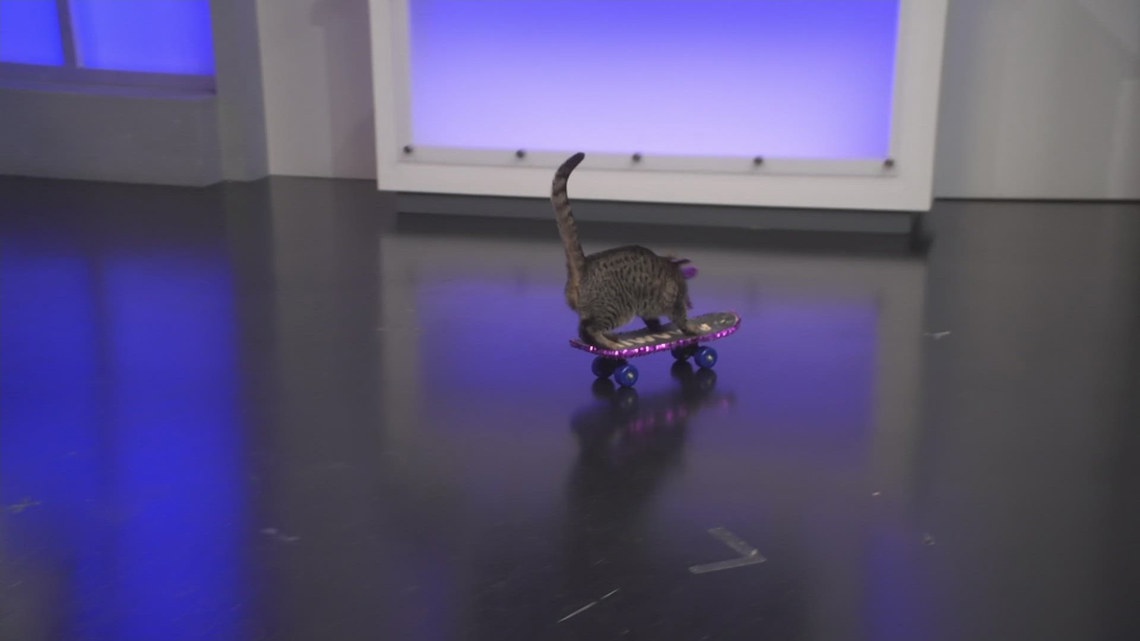 The Amazing Acro Cats return to - 8496ff9b 0734 488f 8e7d 4ea39f69e4fd 1140x641 