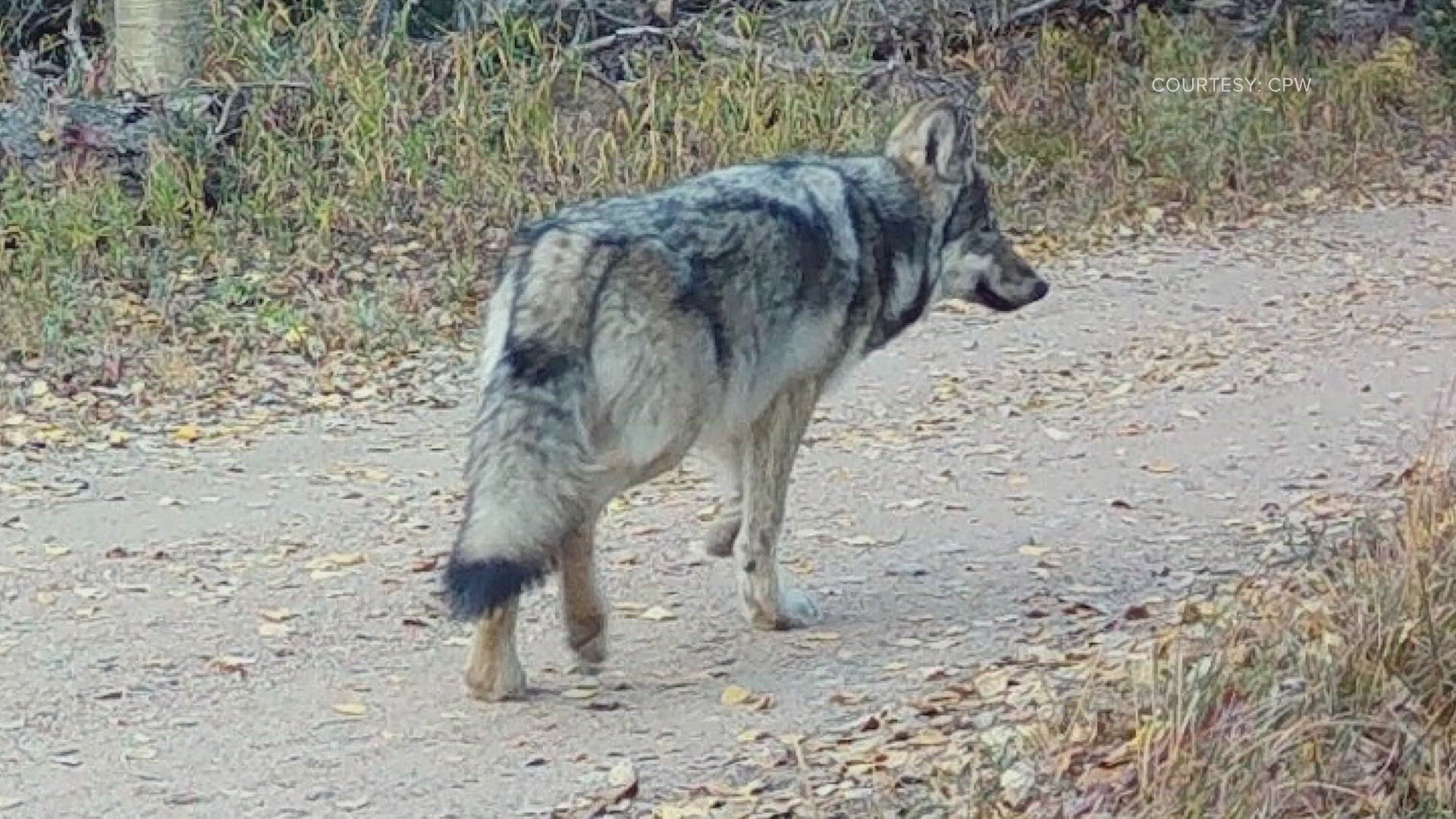 CPW said operations are underway to recapture and reunite the pup with its pack. The other members of the pack were captured earlier this month.