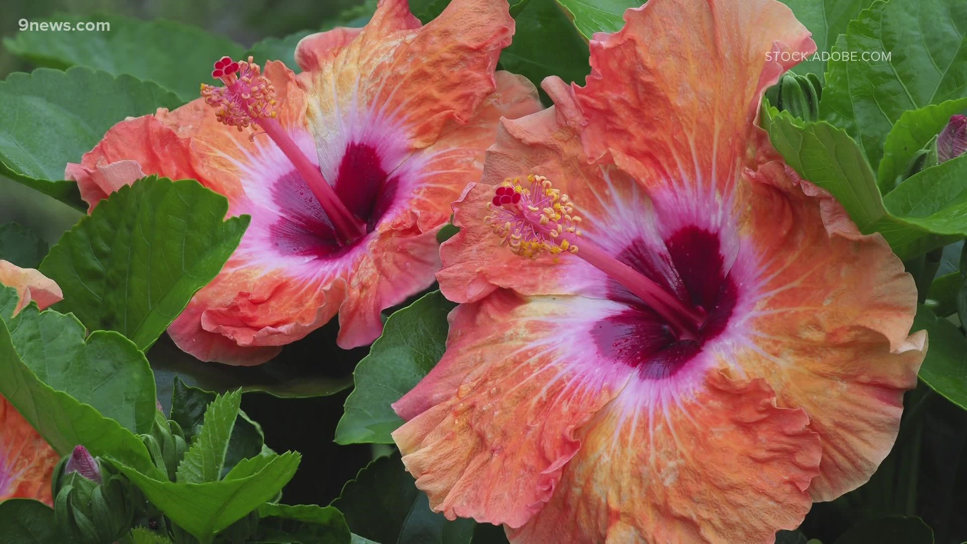 If you consider what conditions they prefer, you can grow a happy hibiscus.