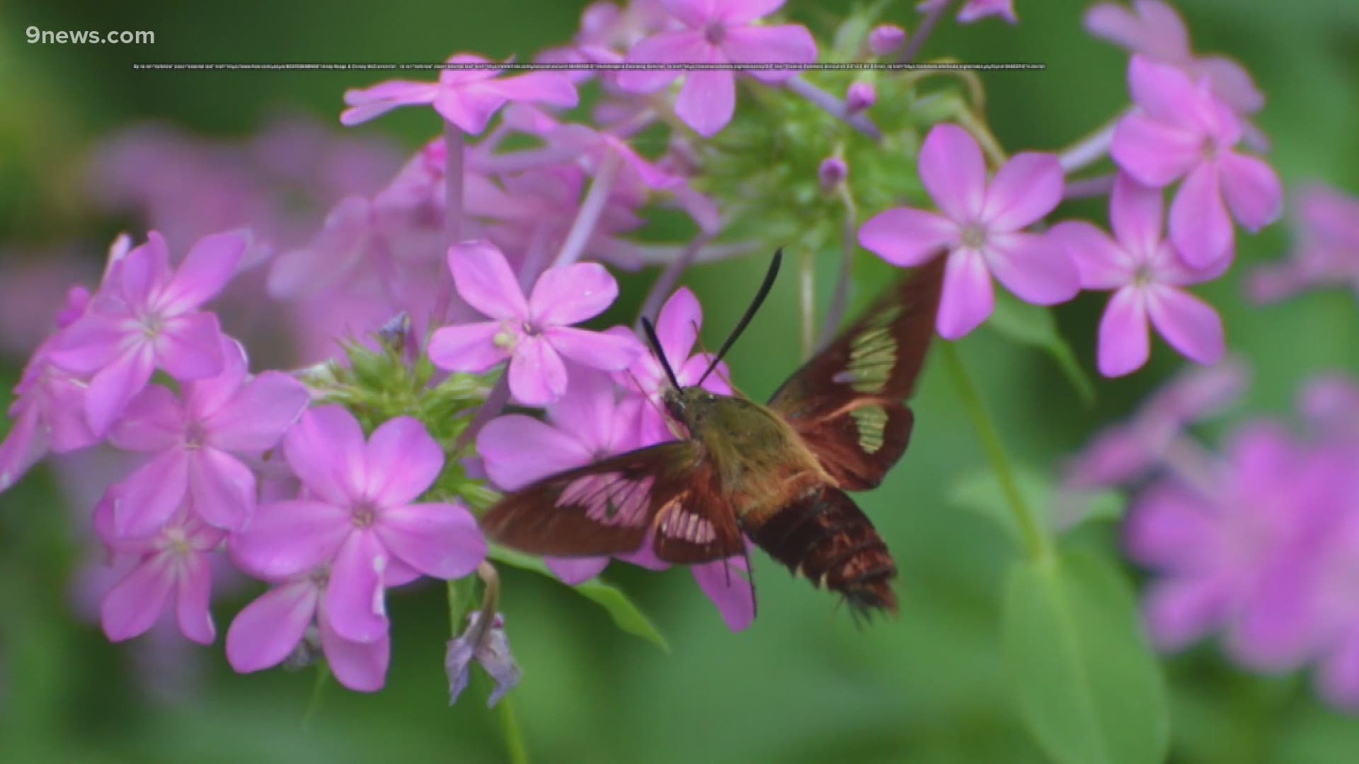 The hummingbird moth has strong wings and is about 1-2 inches smaller than a regular hummingbird.