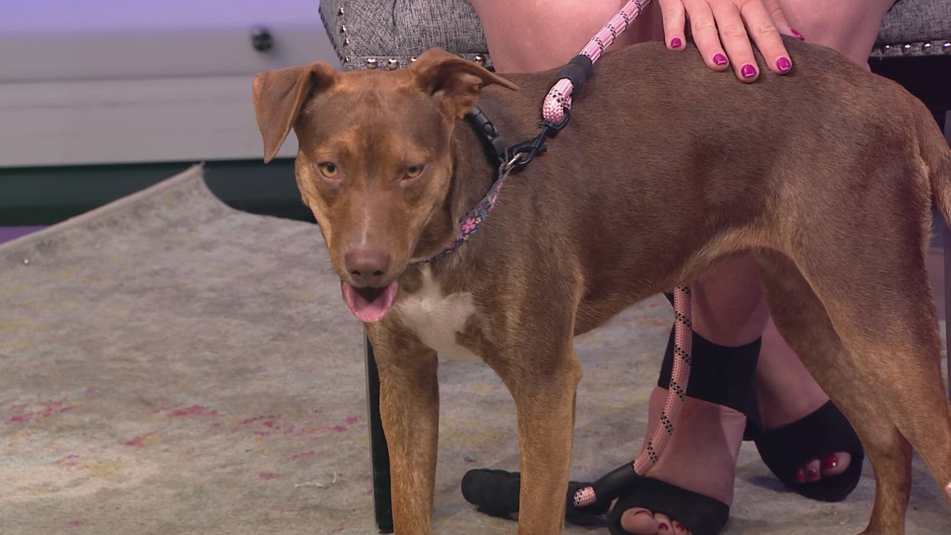 Hazelnut is available for adoption from Lucky Day Animal Rescue. Learn more at luckydayrescue.org.