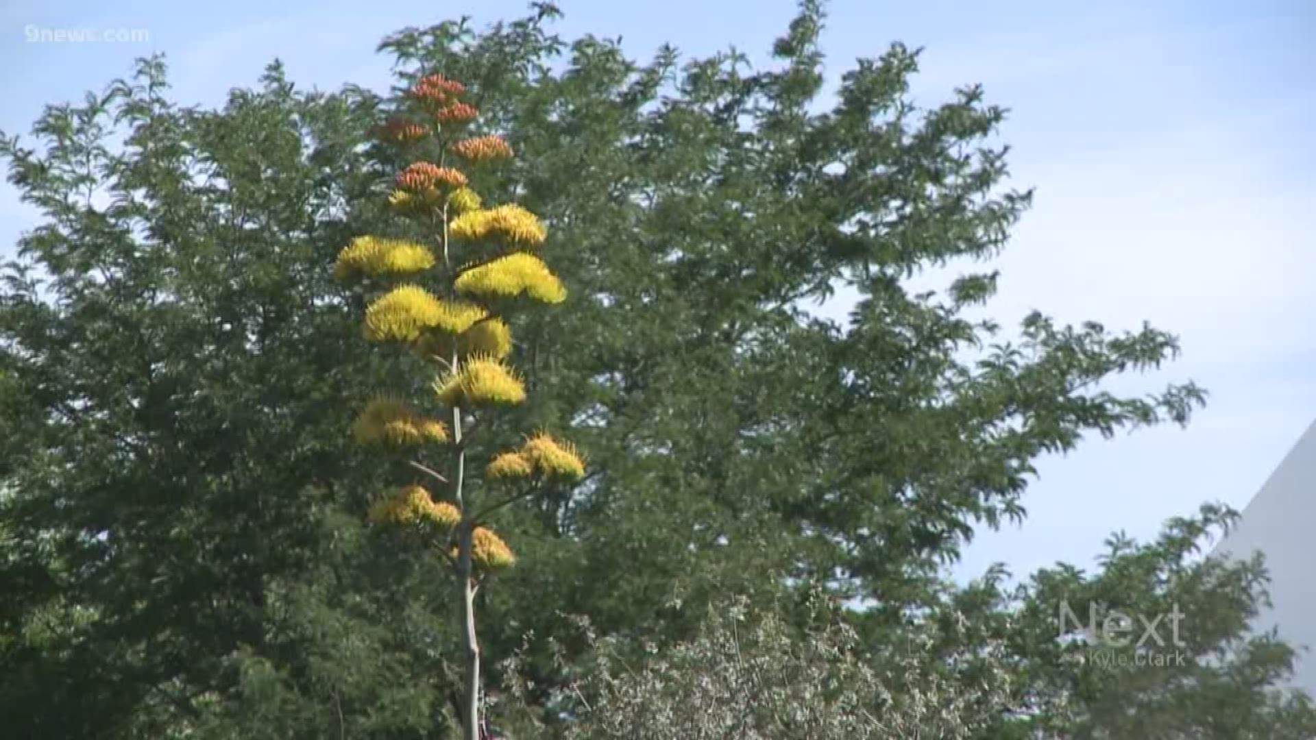 The gardens at Kendrick Lake have a pair of roughly 25-foot plants with bushy bright yellow flowers on top.