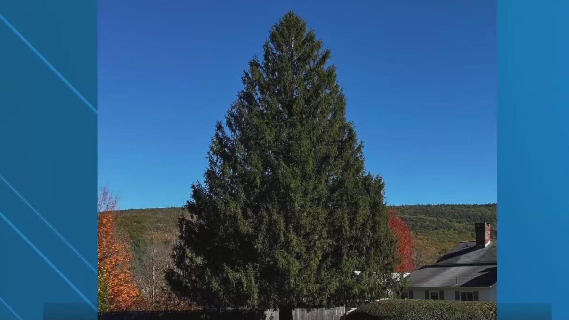 This year's Rockefeller tree is the first from Massachusetts since 1959. The holiday season begins with the annual tree lighting on Wednesday, Dec. 4.