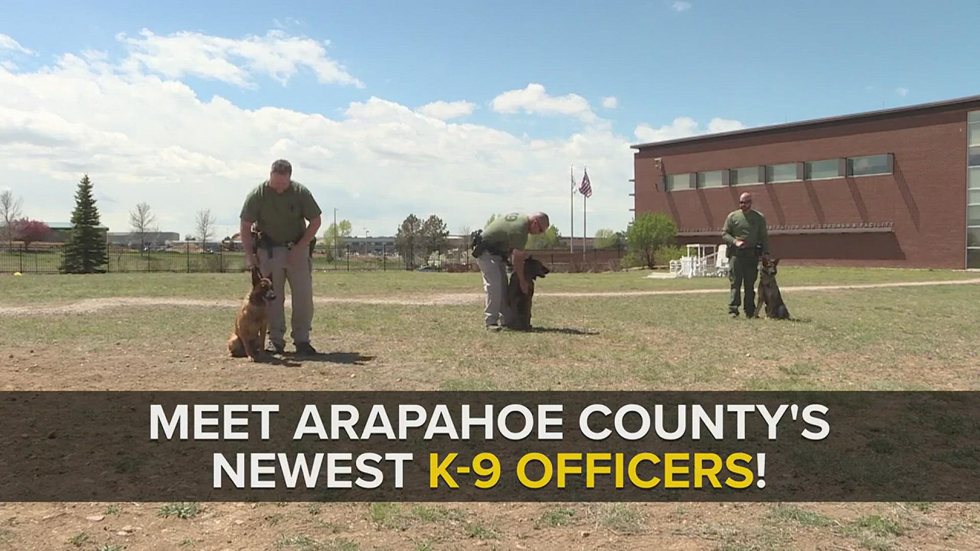 Colorado K-9 officers in training at Arapahoe County Sheriff's Office ...