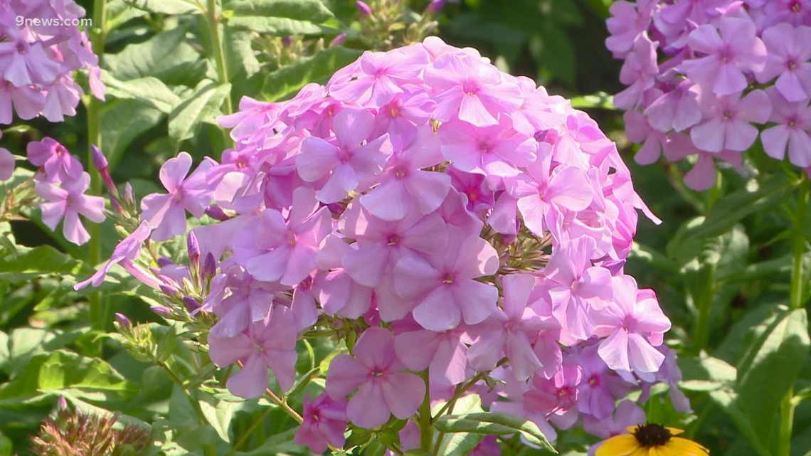 Great late bloomers for your garden - Vimarsana News