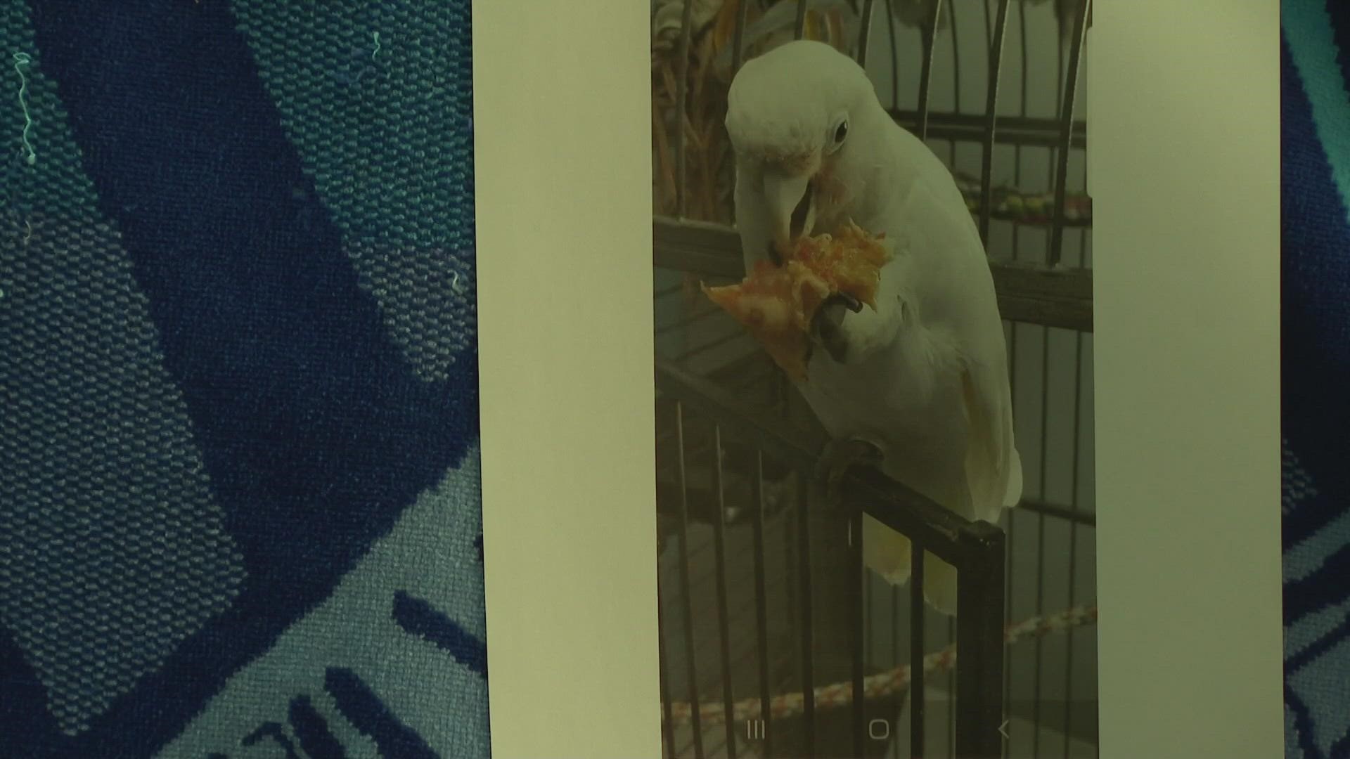 The owners of a fish store in Highlands Ranch are hoping that someone will bring back their pet cockatoo. 9NEWS reporter Jaleesa Irizarry shares their story.