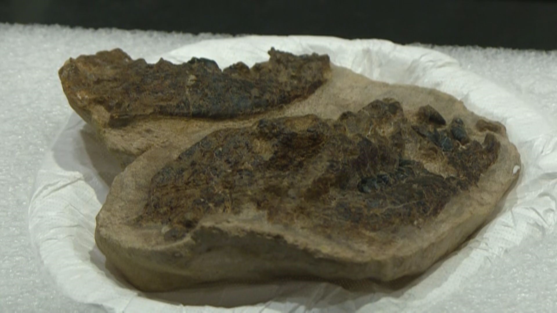 Fossils found in Colorado detail era after dinosaur extinction