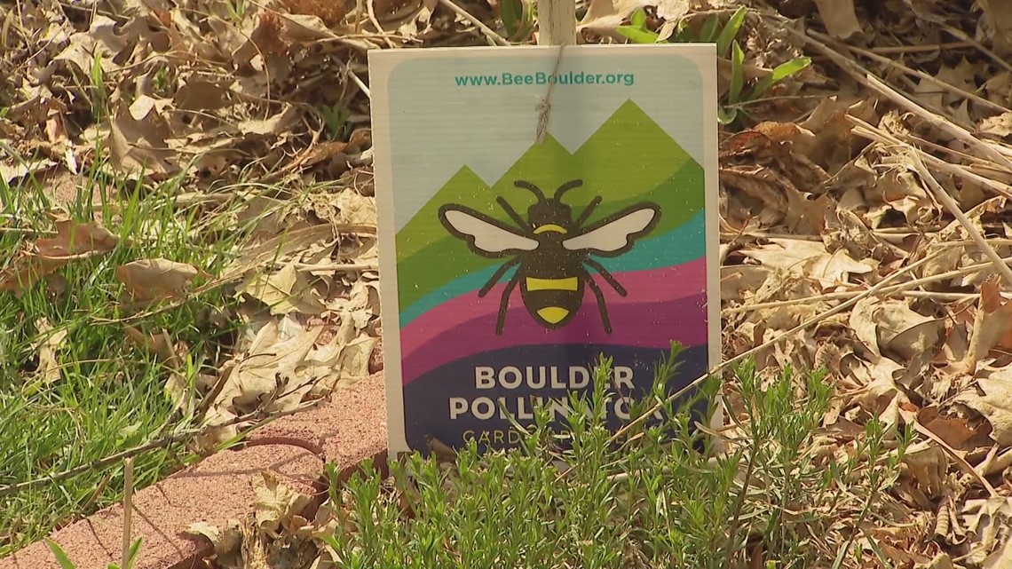 How to save Colorado bee population - Vimarsana News