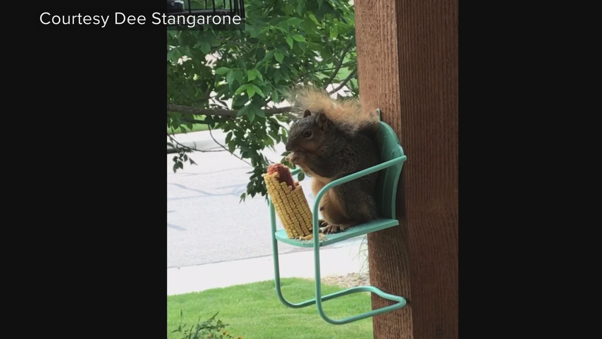 A 9NEWS viewer didn't think the squirrel chair would work. BOY IT DID.