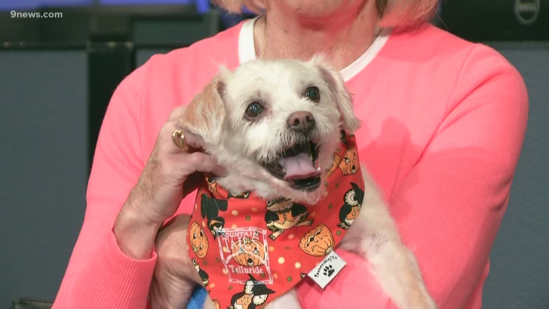 The 12-year-old pooch is spunky, sweet and loves long walks.