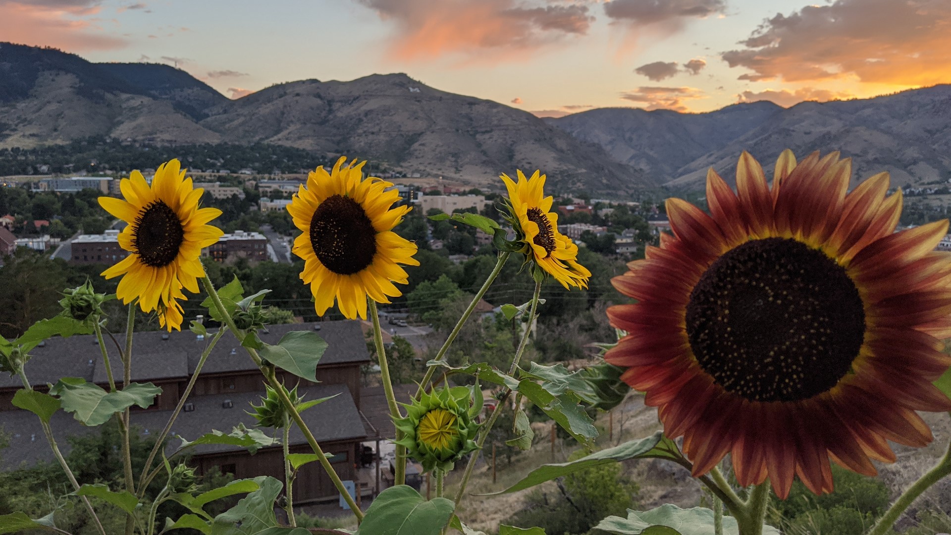 Incredible sunflower photos from across Denver and Colorado
