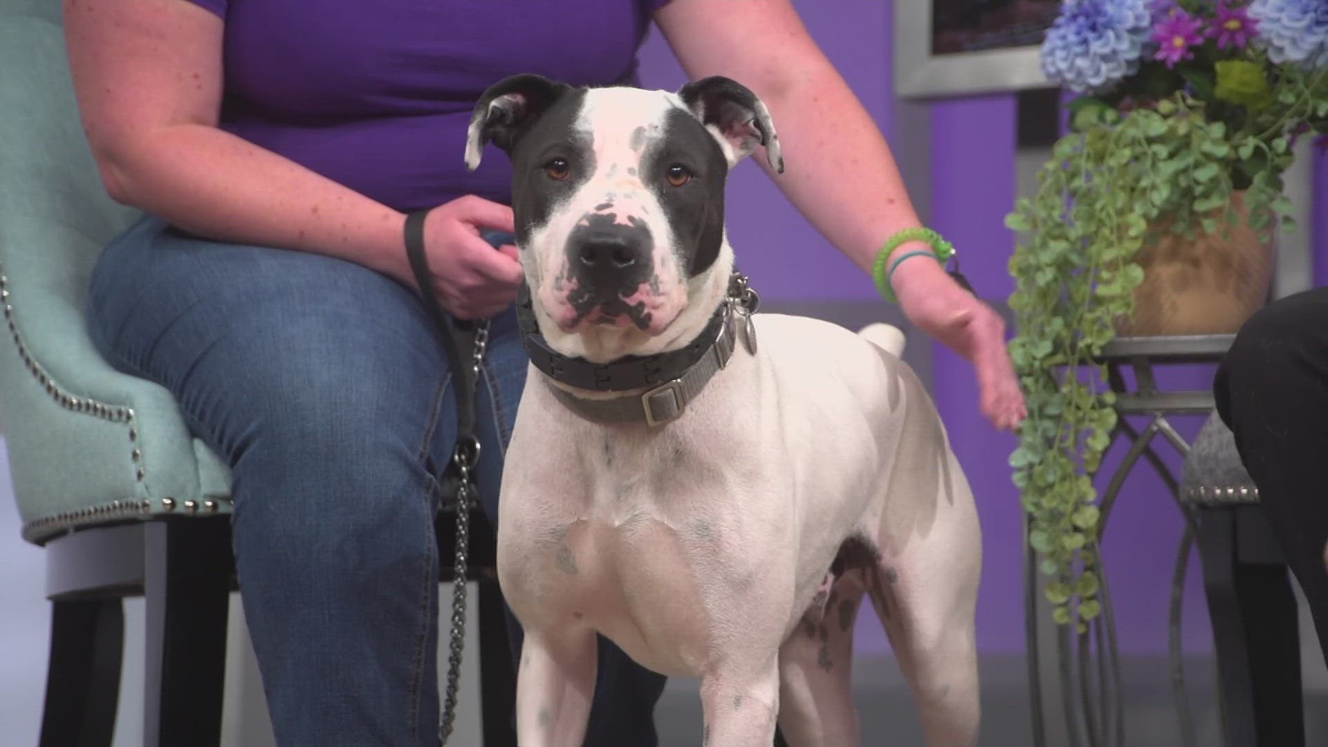 Benji is available for adoption from the Longmont Humane Society.