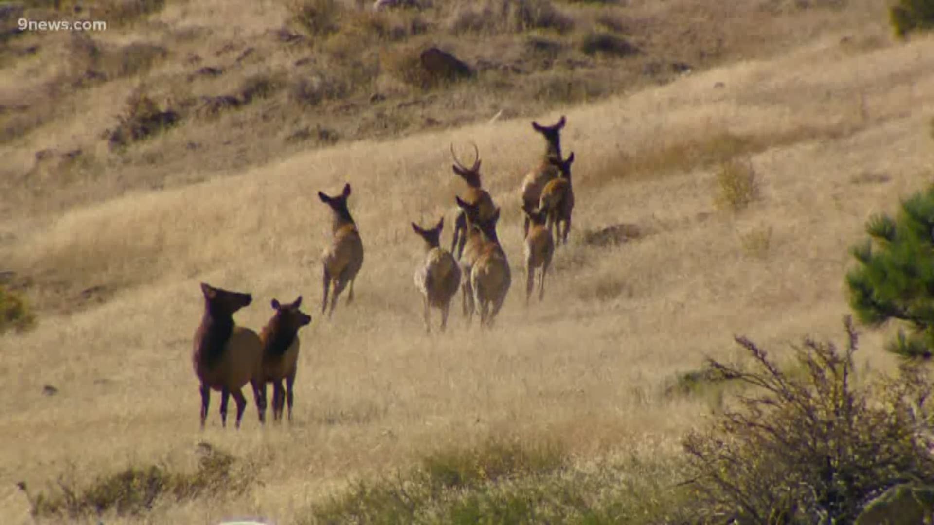 Colorado Parks and Wildlife said the number of elk in southwest Colorado has dropped by about 2,600 in the past four years.