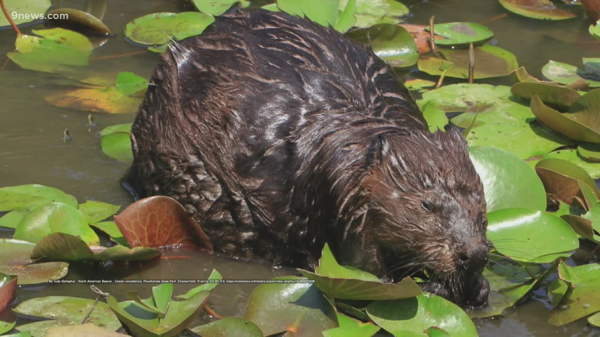 The North American beaver has dark brown waterproof fur, webbed feet and a long, paddle-shaped tail.