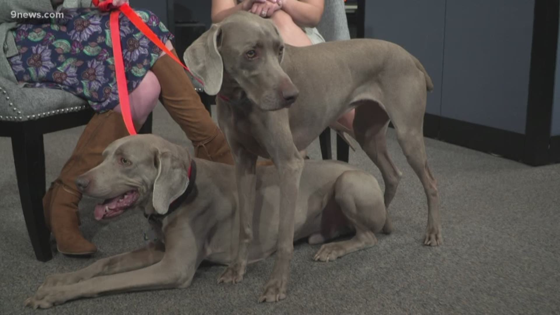 Brooke with Mile High Weimaraner Rescue introduces bonded pair Cal and Josie.