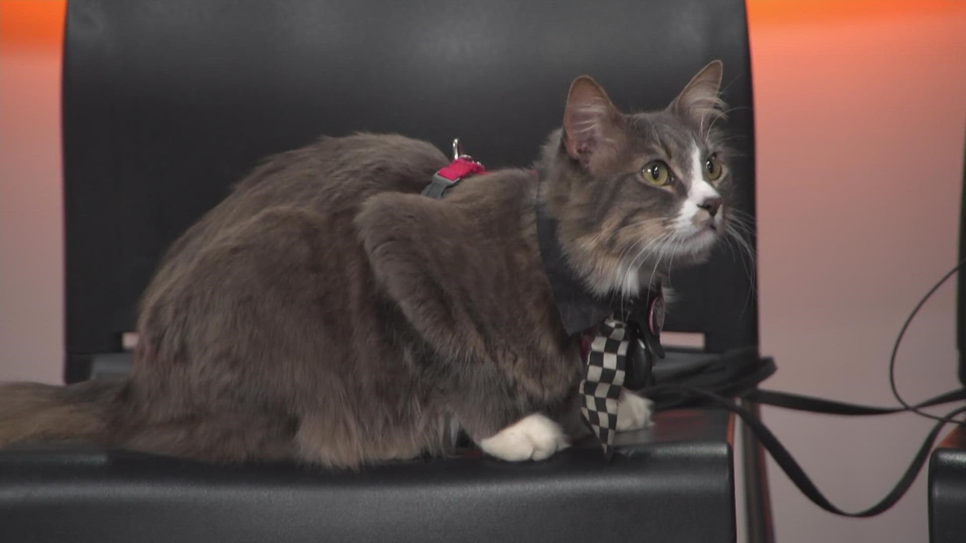 Denali Gato the Adventure cat stops by 9NEWS ahead of the 2022 Cat Fest Colorado at National Western Center in Denver, Colo.
