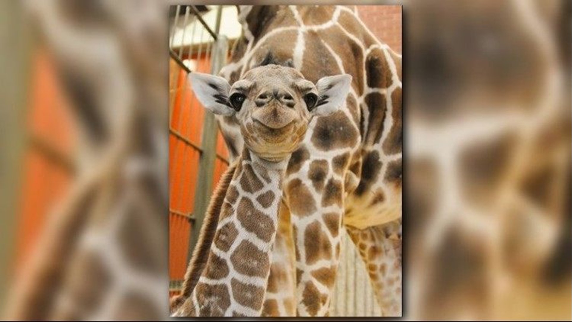 Dobby, the beloved baby giraffe at the Denver Zoo, is growing up! He turned two years old on Thursday.