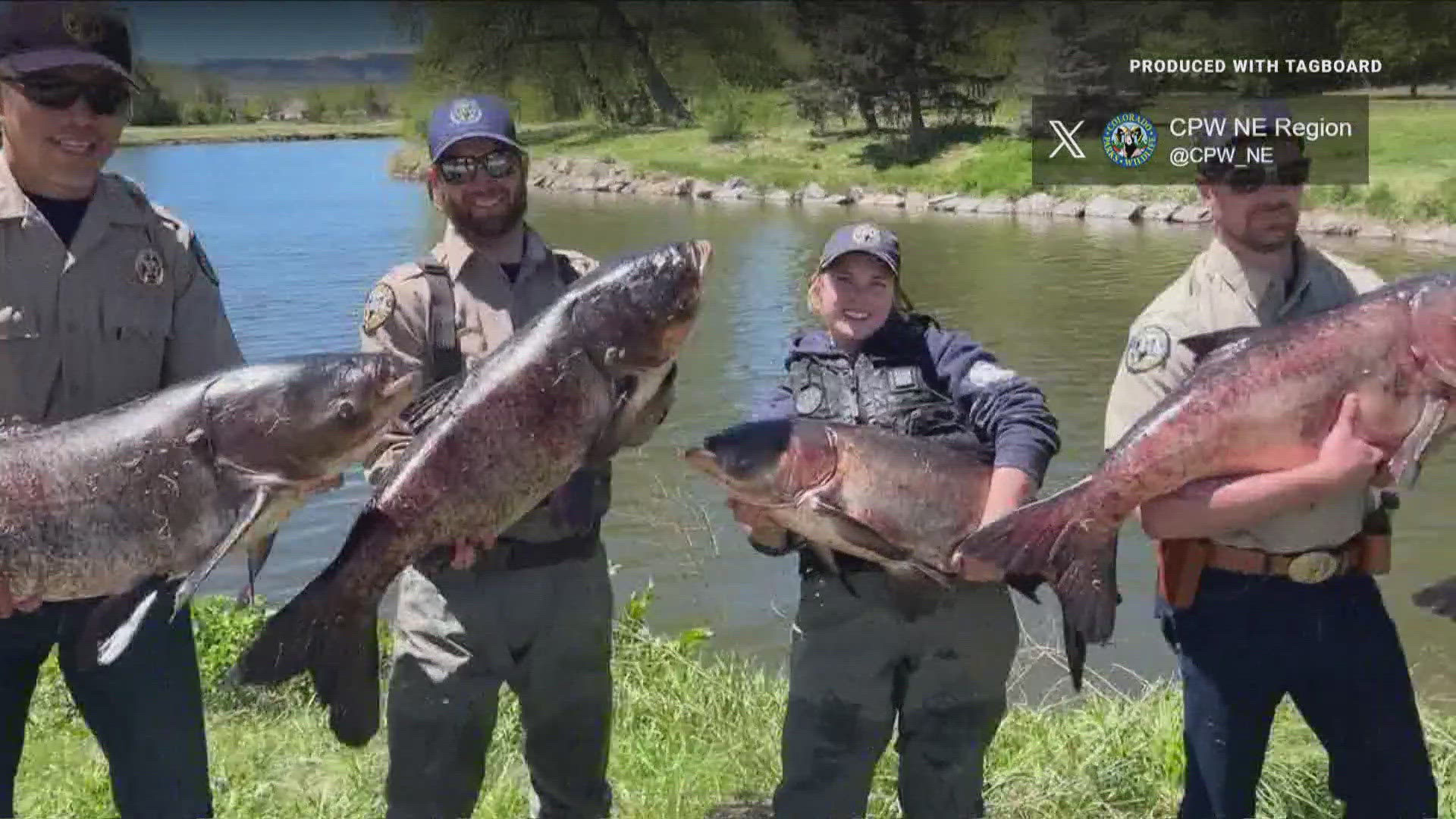 Each of the 14 fish caught at the pond were at least 3 feet long, and the largest weighed 46 pounds. The carp were discovered by an angler.