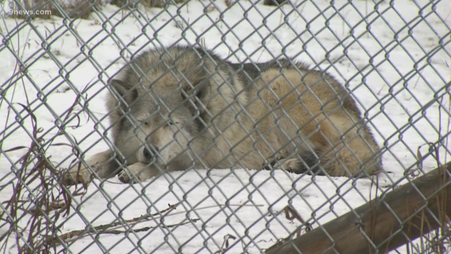 Colorado voters will get to weigh in later this year on a question about the future of wolves in our state.
