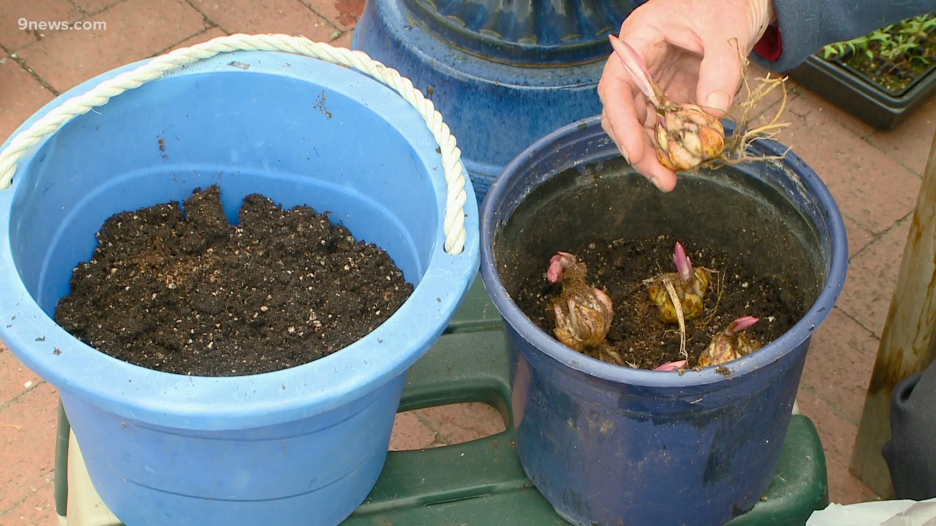 If boxes of summer bulbs are arriving at your door, plant them as soon as possible.