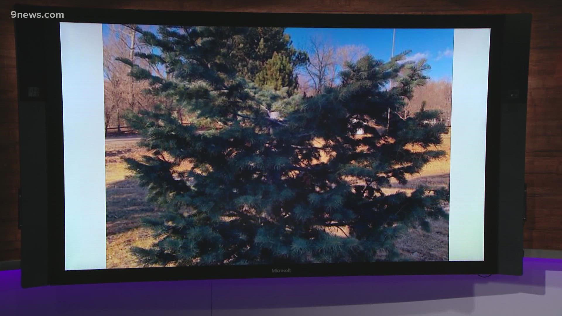 Police were looking for whoever cut off the top 7 to 9 feet of the evergreens in Anderson Park last week.