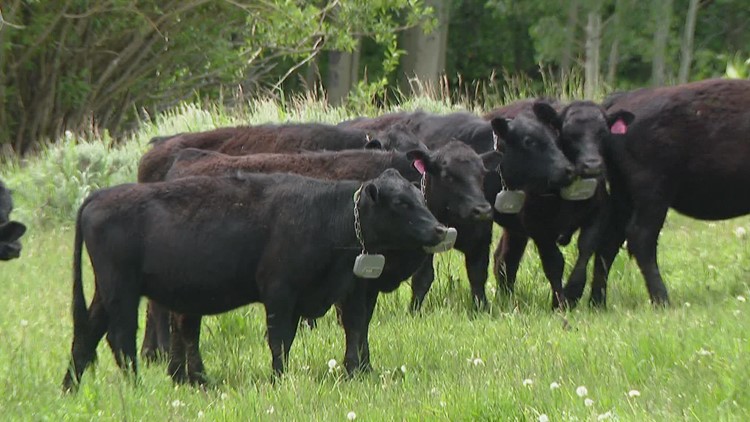 A solution for ranchers and their wandering cattle