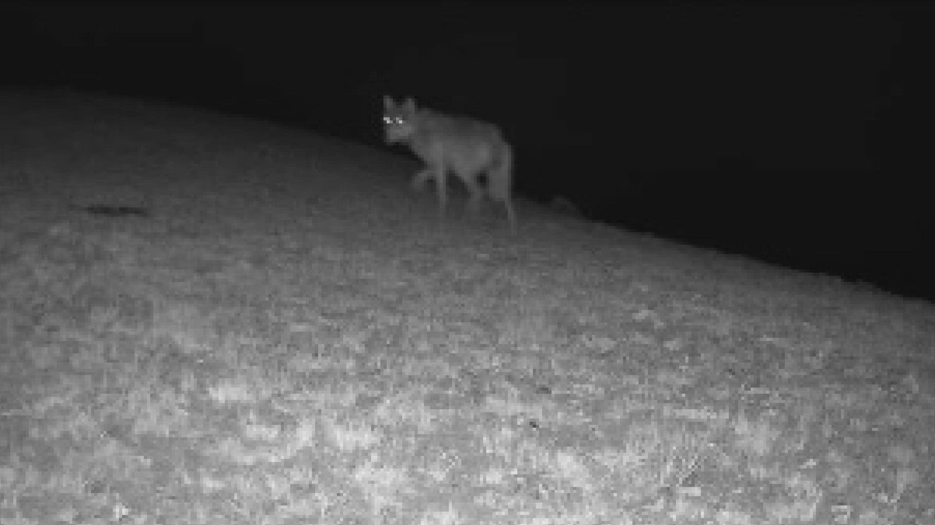 The Colorado Parks and Wildlife Commission approved allowing ranchers to use night-vision equipment to kill a wolf that is in the act of killing their livestock.