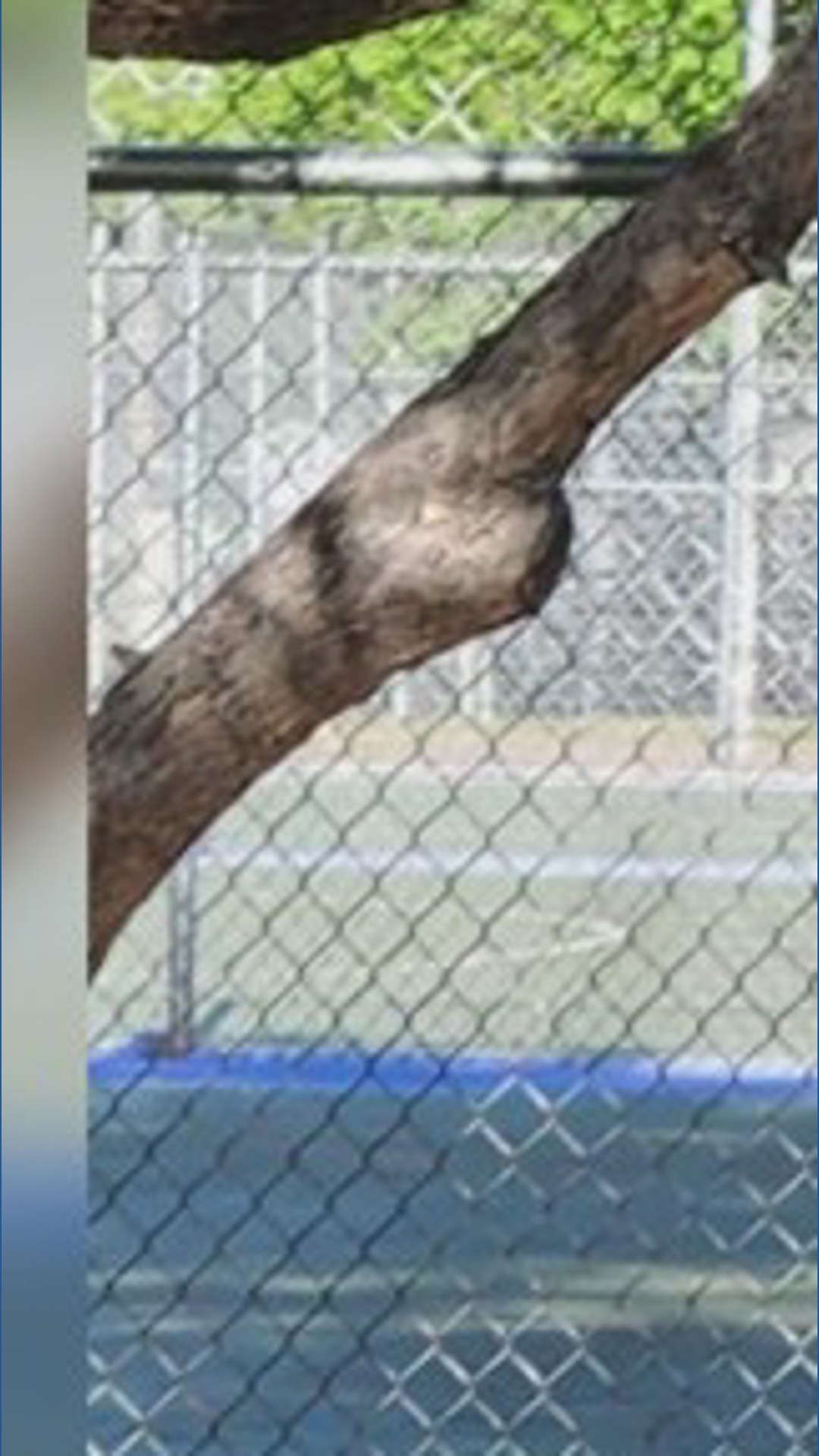 Loose cow corralled in Denver park after late-night roam | 9news.com