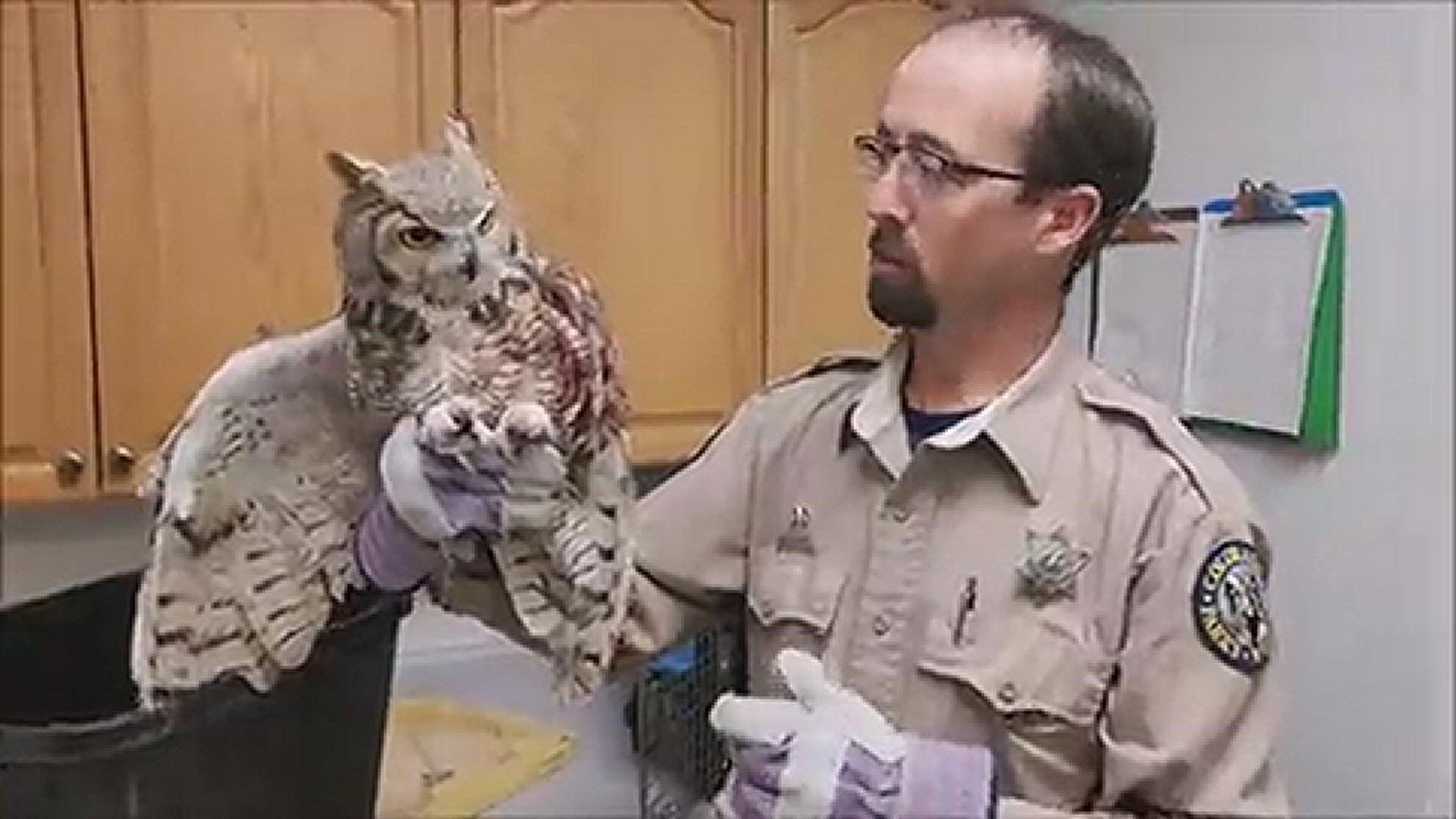 Colorado Parks and Wildlife officers rescued a Great horned owl they suspect was diving on prey when it was sucked under the grill of a passing pick-up truck.