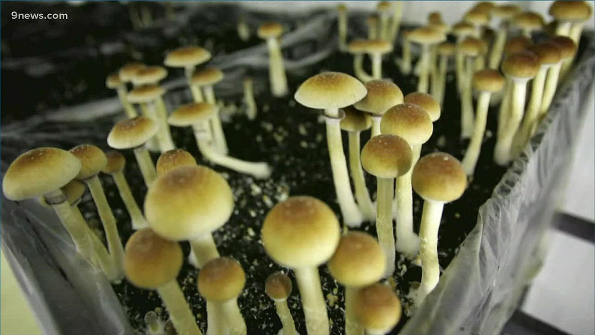 Denver Elections announced on Friday that an initiative to decriminalize psychedelic mushrooms in Denver has earned enough signatures to appear on the May ballot.