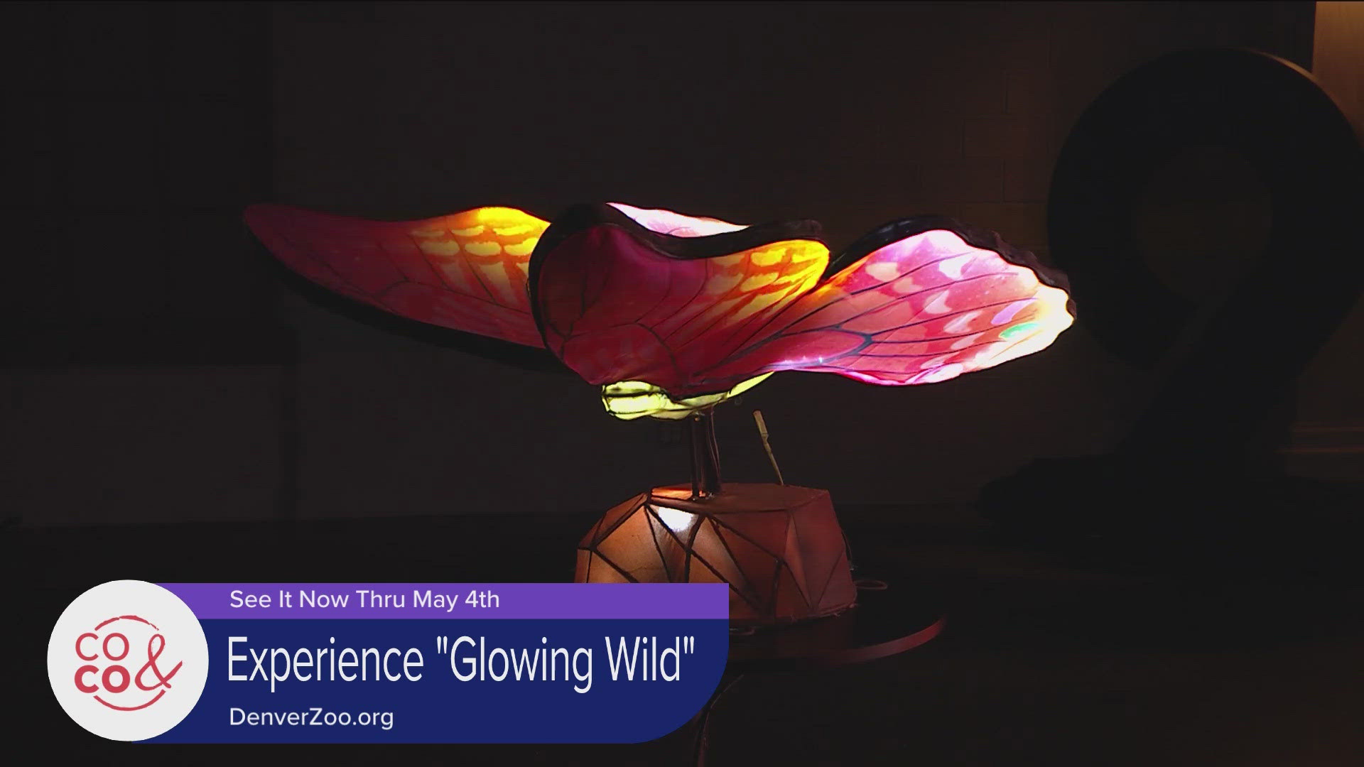 Glowing Wild is perfect fun for the whole family. Get tickets now at DenverZoo.org. 