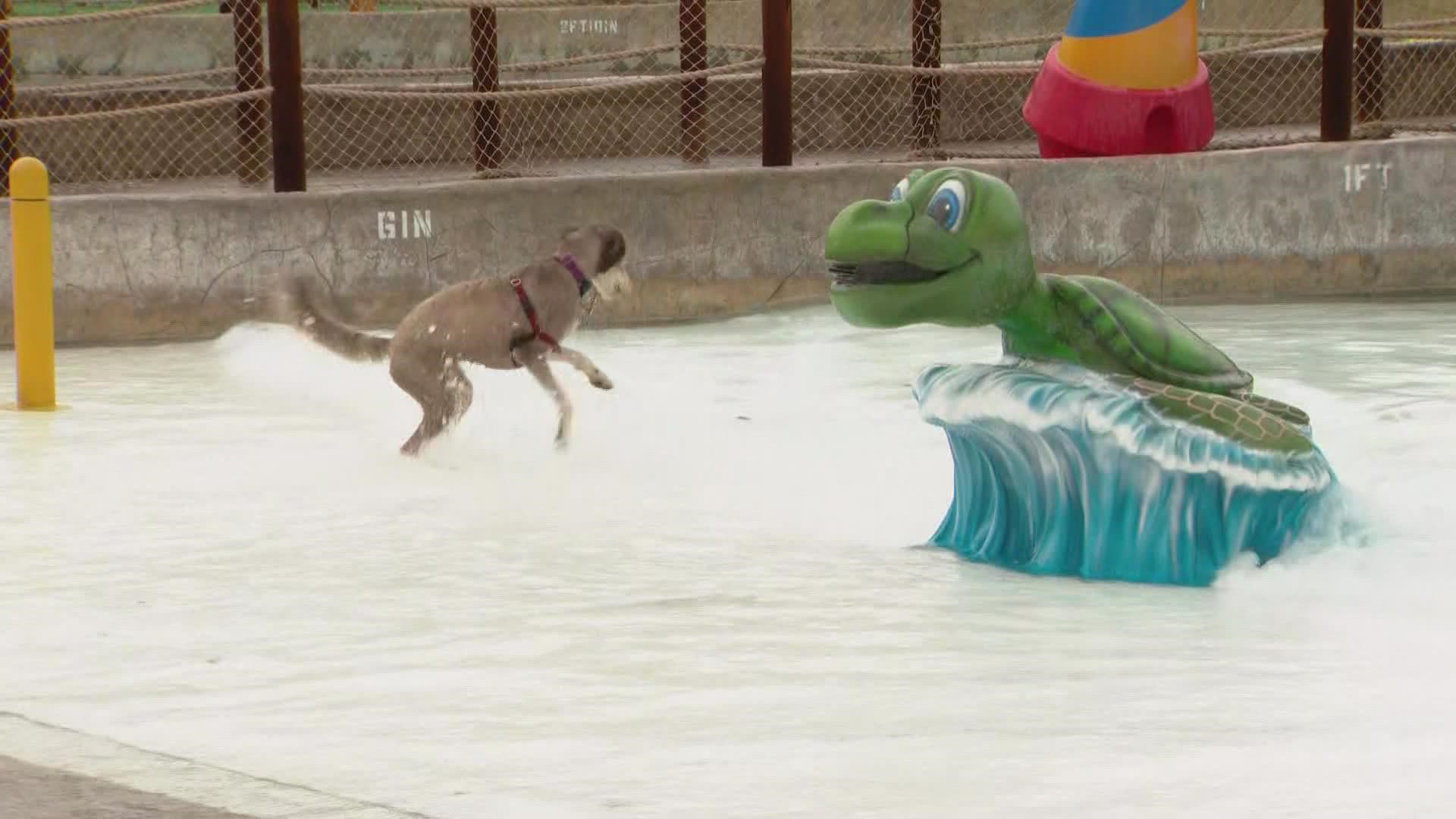 People were invited to bring out their pups for one last dip in the water before the park shuts down for the season.